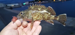 ガシラの釣果