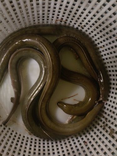 ウナギの釣果