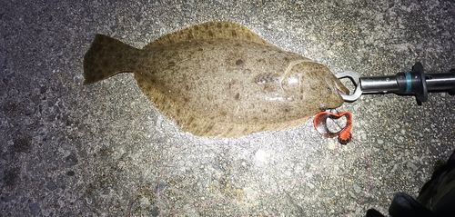 ソゲの釣果