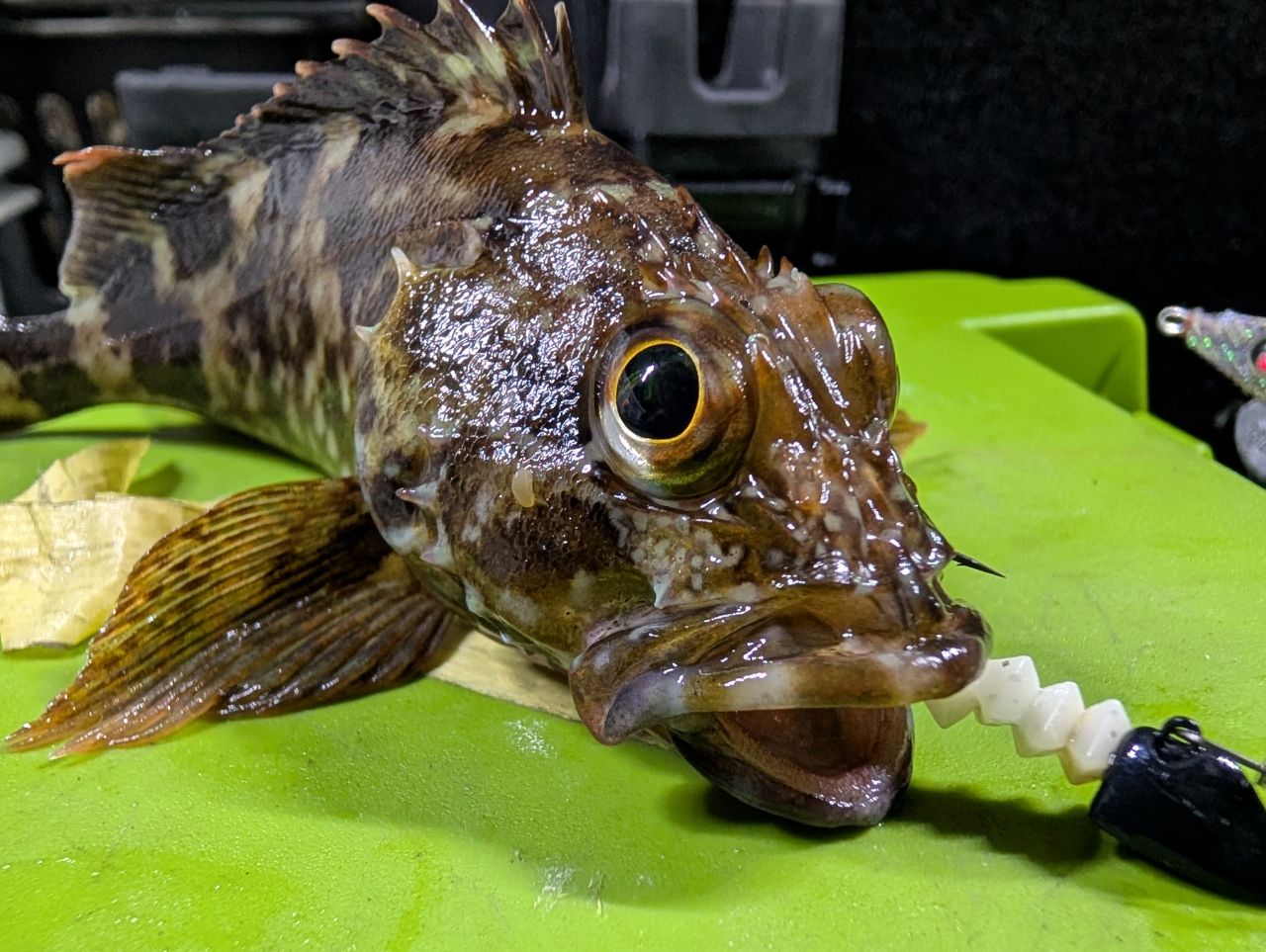 カサゴの釣果写真