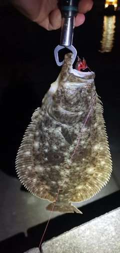 ヒラメの釣果