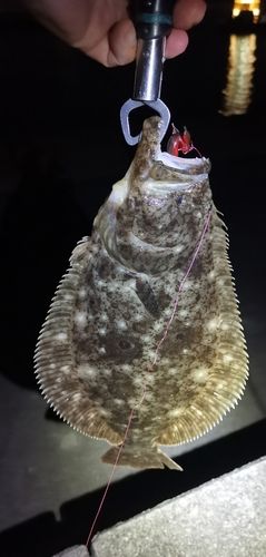 ヒラメの釣果