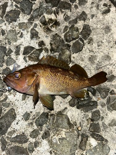 ガヤの釣果