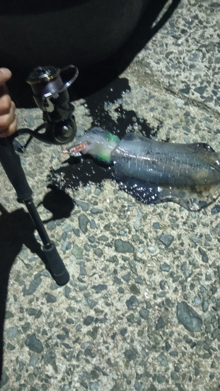 アオリイカの釣果写真