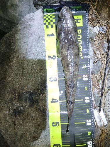 マゴチの釣果