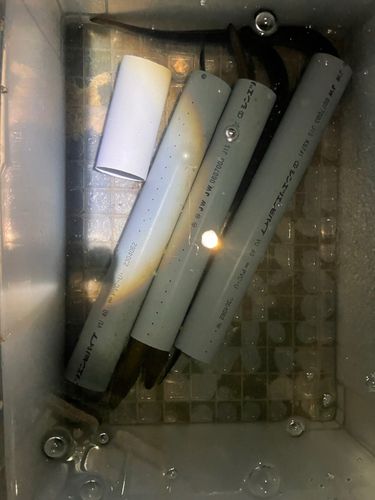 ウナギの釣果