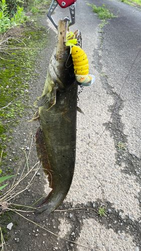 ナマズの釣果