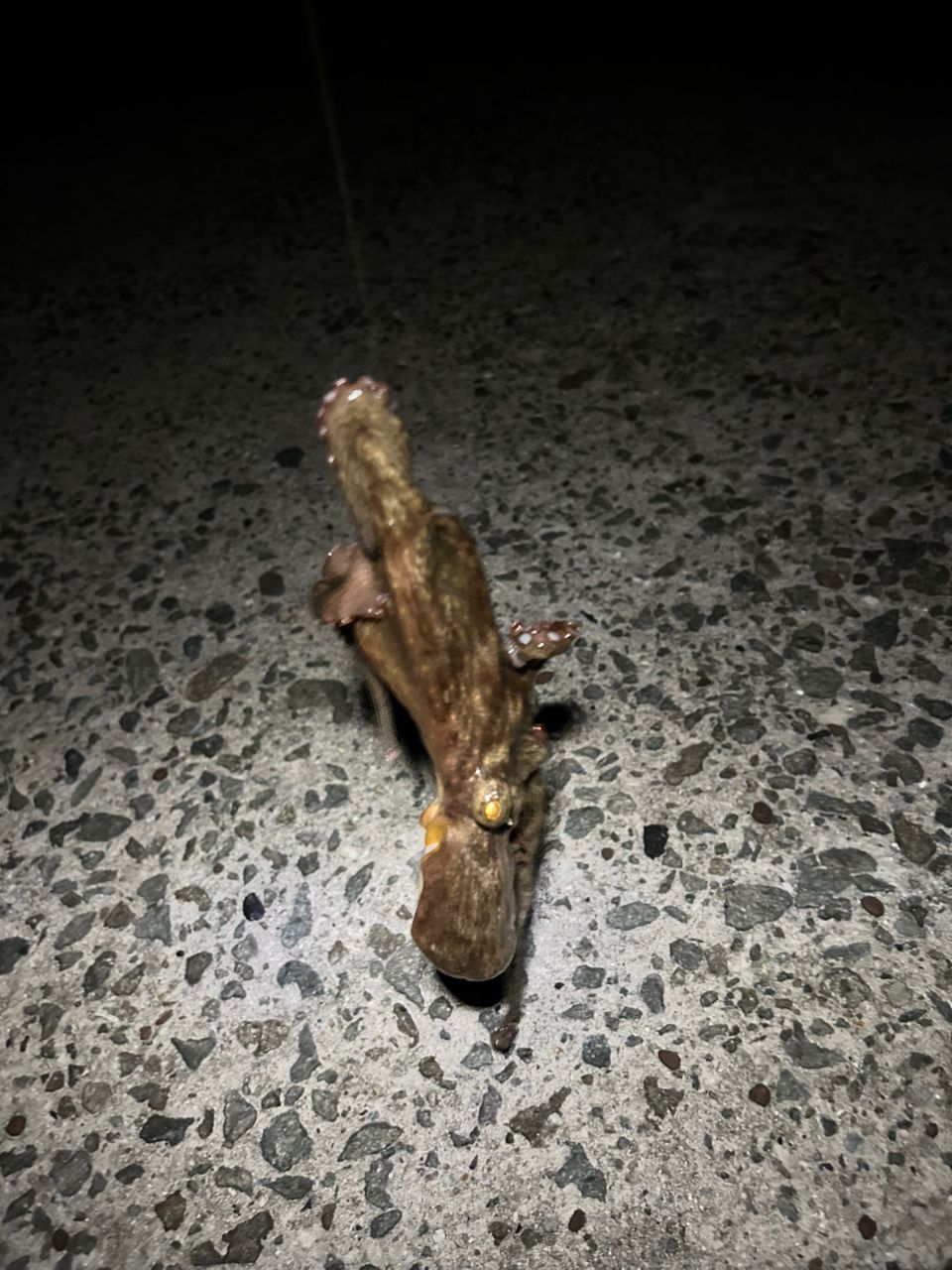 タコの釣果写真