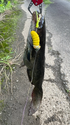 ナマズの釣果