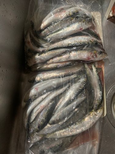 エソの釣果
