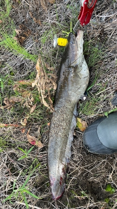 ナマズの釣果