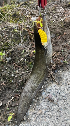 ナマズの釣果