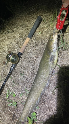 ナマズの釣果