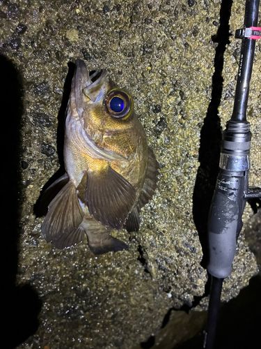 メバルの釣果