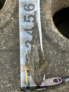 マゴチの釣果