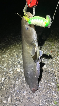ナマズの釣果