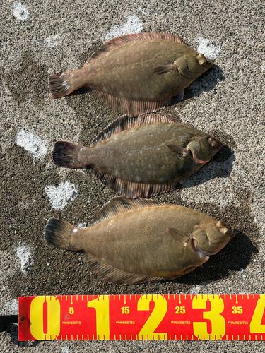 クロガシラガレイの釣果