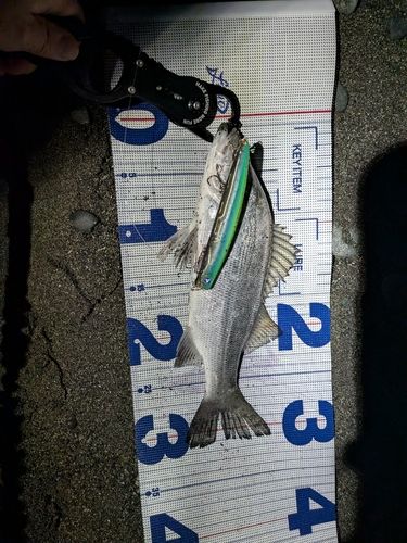 セイゴ（ヒラスズキ）の釣果