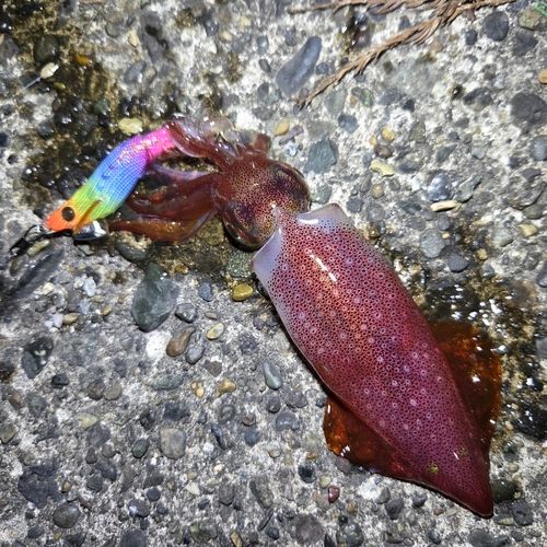 ケンサキイカの釣果