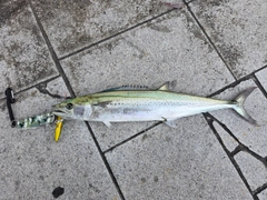 サゴシの釣果