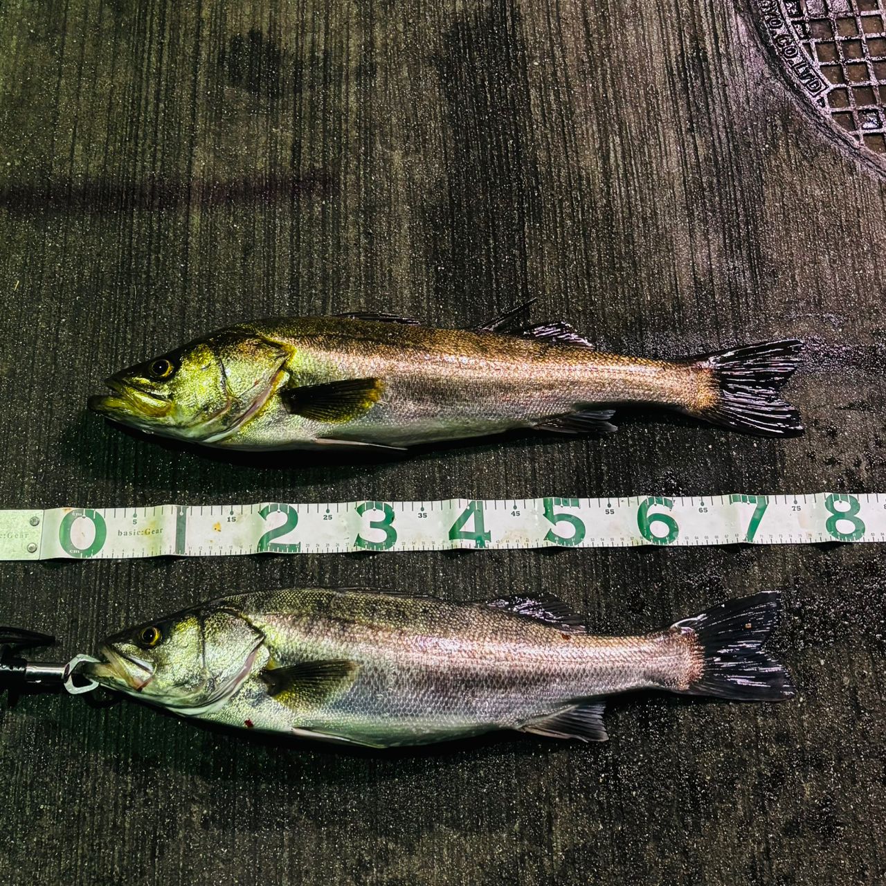 シーバスの釣果写真