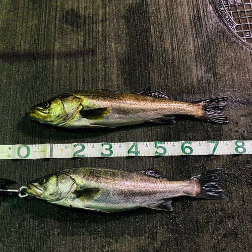 シーバスの釣果