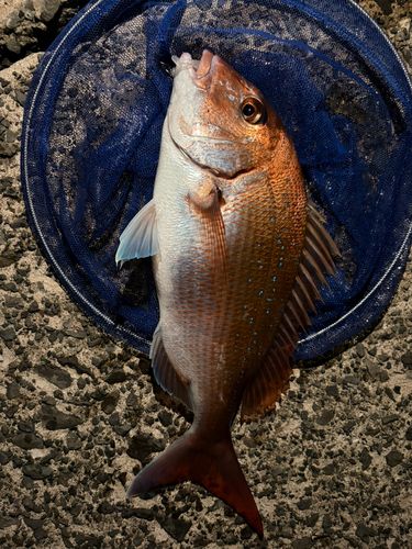タイの釣果