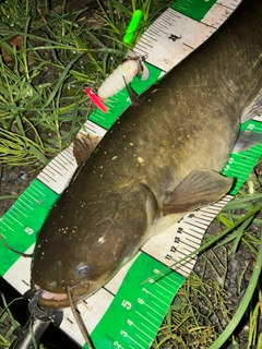 ナマズの釣果