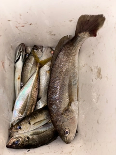 イシモチの釣果