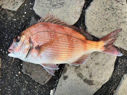 マダイの釣果