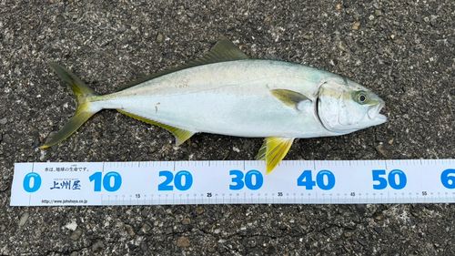 ヒラマサの釣果