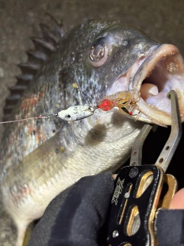 キビレの釣果