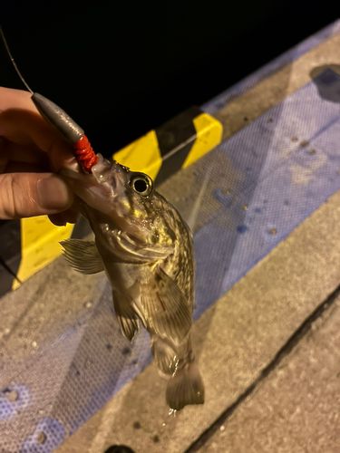 ソイの釣果