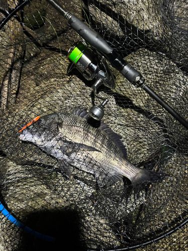 チヌの釣果