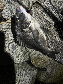 チヌの釣果