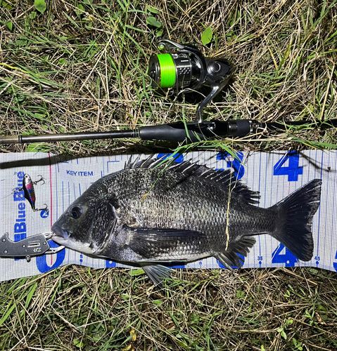 チヌの釣果