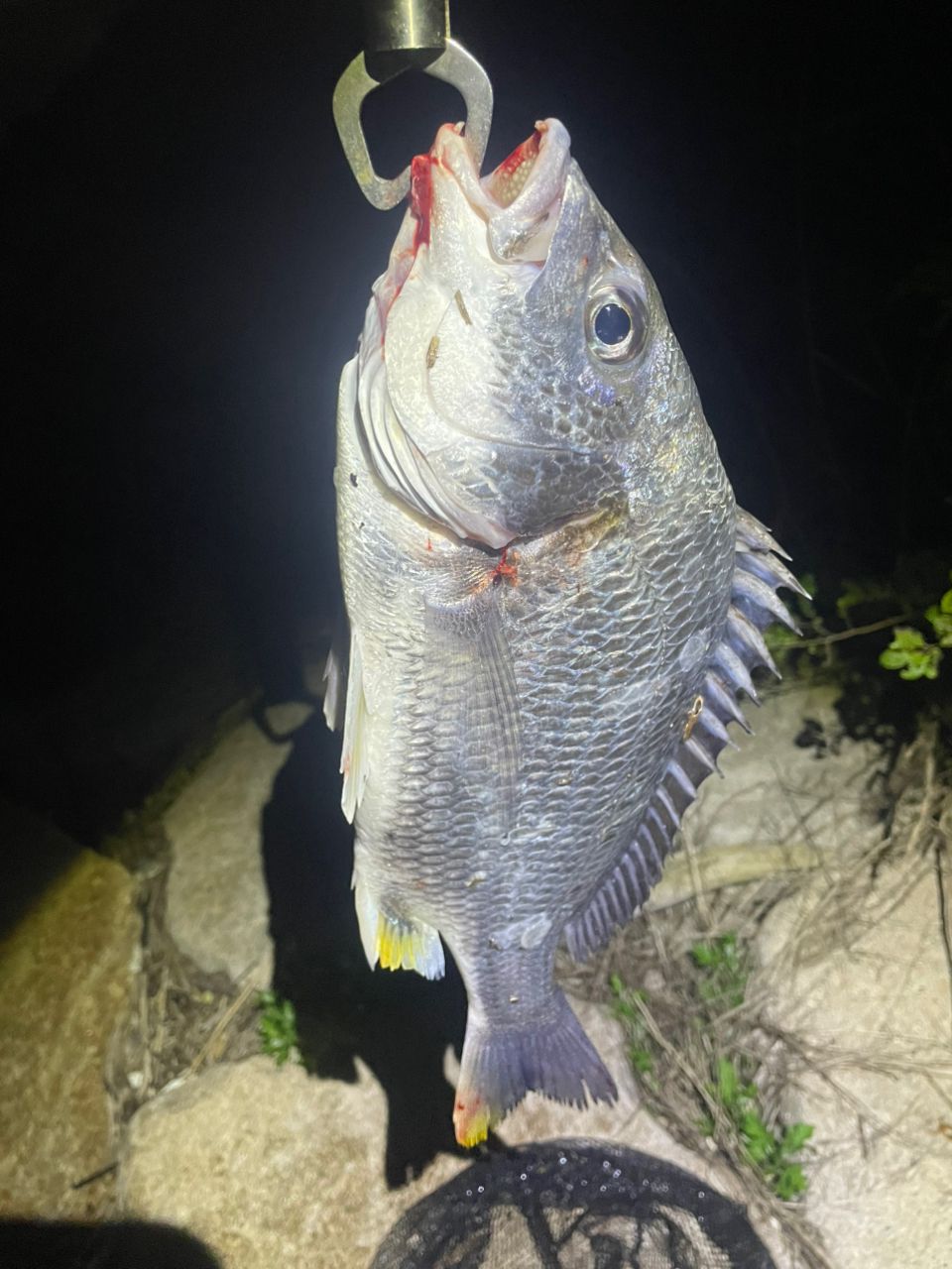 キビレの釣果写真