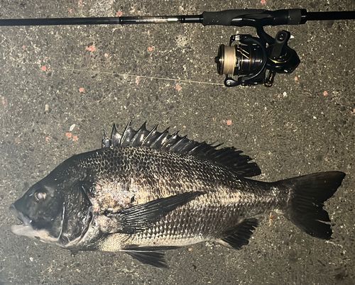 チヌの釣果