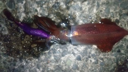 ケンサキイカの釣果