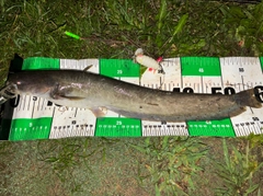 ナマズの釣果
