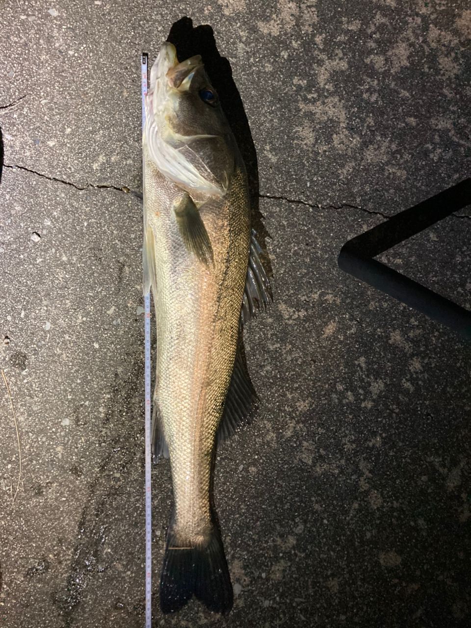 シーバスの釣果写真