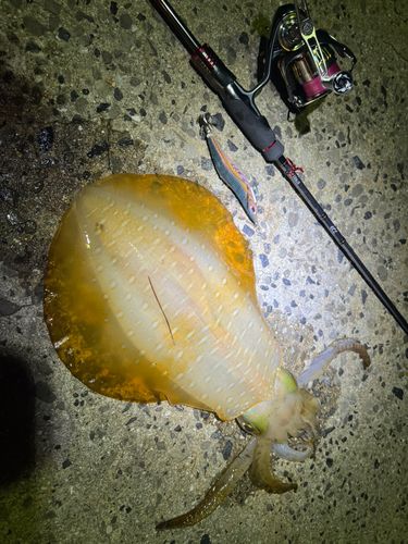 アオリイカの釣果