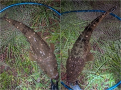 マゴチの釣果