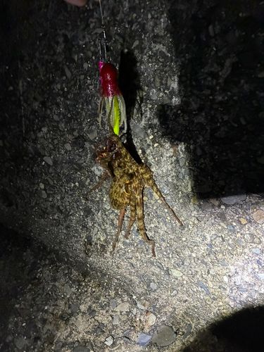 マダコの釣果