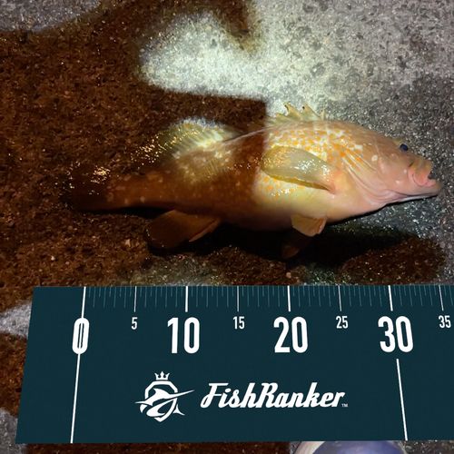 アコウの釣果