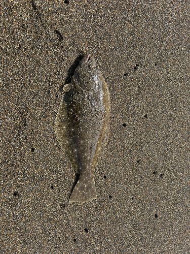 ソゲの釣果