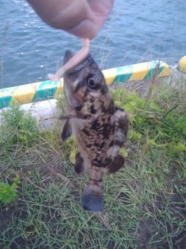 クロソイの釣果