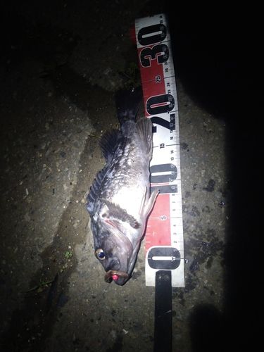 クロソイの釣果
