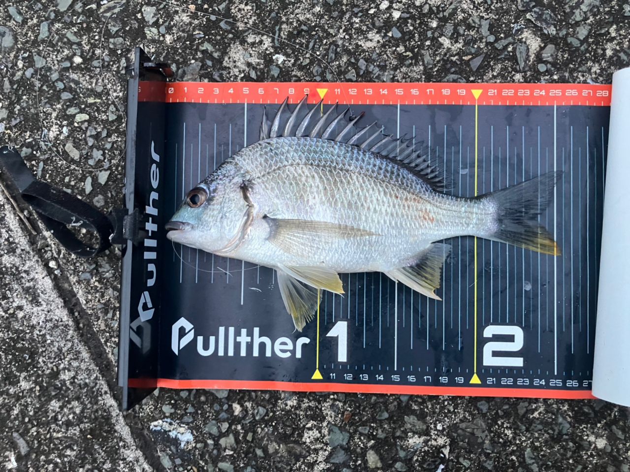 キビレの釣果写真