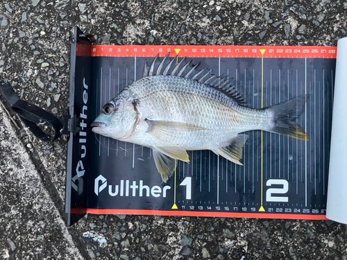 キビレの釣果